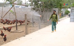 Dịch bệnh cúm gia cầm và các biệp pháp phòng, chống