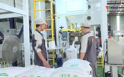 Dự báo, giá gạo xuất khẩu phục hồi trước áp lực nguồn cung