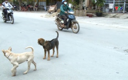 Phát hiện sớm bệnh giun sán chó, mèo