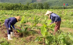 Thanh Hóa có hơn 490 ha cây trồng được sản xuất theo hướng hữu cơ