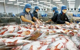 Xuất khẩu cá tra của Việt Nam sang thị trường ASEAN tăng trưởng nhanh