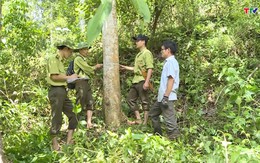 Hiệu quả từ chính sách dịch vụ môi trường rừng