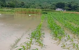 Thanh Hóa: Trên 2.000 ha cây trồng bị ngập do mưa kéo dài