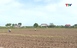 Yên Định phấn đấu gieo trồng 4.700 ha cây trồng vụ đông