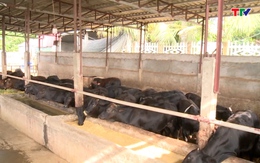 Phát triển chăn nuôi bò 3B theo hướng an toàn sinh học