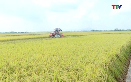 Thanh Hóa cơ bản thu hoạch xong lúa và cây trồng vụ thu mùa