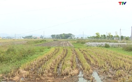 Huyện Nga Sơn thực hiện kết luận thanh tra việc quản lý, sử dụng kinh phí quản lý đất trồng lúa
