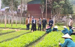 Thanh Hóa: Sản xuất hơn 22,5 triệu cây giống lâm nghiệp
