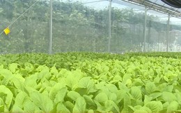 Thanh Hóa phát triển được 13.000 ha rau an toàn