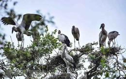 Tăng cường thực hiện các nhiệm vụ, giải pháp cấp bách để bảo tồn các loài chim hoang dã, di cư trên địa bàn tỉnh