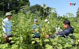 Đẩy mạnh phát triển cây gai xanh trên địa bàn huyện Thường Xuân