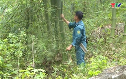 Tỉnh Thanh Hóa có hơn 21 nghìn ha rừng được cấp chứng chỉ FSC