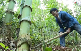 Hiệu quả từ thực hiện dự án phục tráng rừng luồng ở Quan Hóa