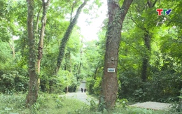 Bảo vệ rừng gắn với phát triển du lịch