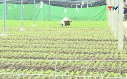 Thanh Hóa: Phát triển 325 ha trồng hoa, cây cảnh theo hướng công nghệ cao