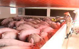 Thanh Hoá đã xây dựng được 97 cơ sở chăn nuôi an toàn dịch bệnh