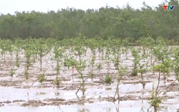 Dừng triển khai trồng 17 ha rừng ngập mặn