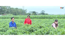 Yên Định tích tụ được hơn 390 ha đất sản xuất nông nghiệp quy mô lớn