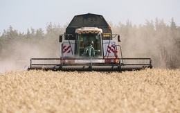 Sáng kiến mới về lúa mì Nga nhằm hỗ trợ giải quyết khủng hoảng lương thực
