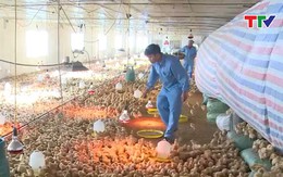 Năm 2022, các doanh nghiệp Thanh Hoá sản xuất được 30 giống cây trồng, vật nuôi
