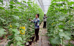 Chuyển đổi cơ cấu cây trồng gắn với thị trường tiêu thụ sản phẩm