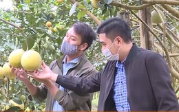 Nông dân huyện Thọ Xuân, tỉnh thanh Hóa vào vụ thu hoạch cây ăn quả