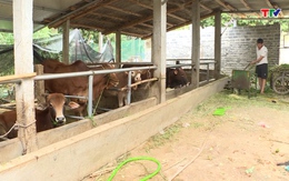 Thanh Hóa chưa phát hiện tình trạng bò nhập khẩu có tồn dư chất Salbutamol