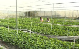Tập trung sản xuất rau màu phục vụ thị trường Tết Nguyên đán