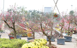 Thành phố Thanh Hóa bố trí 24 điểm bán hoa, cây cảnh Tết Quý Mão 2023