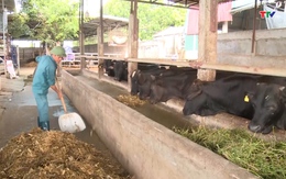 Thanh Hóa: Chủ động nguồn thức ăn thô xanh cho trâu, bò trong mùa đông