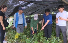 Xã Thành Lâm phát triển cây Sói rừng cải thiện sinh kế  và tăng cường sức khỏe miễn dịch