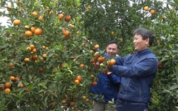 Xã Điền Lư khuyến khích người dân phát triển trồng cây ăn quả theo hướng hàng hóa