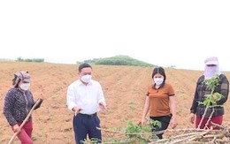 Thanh Hóa: 2.355 ha bị nhiễm bệnh khảm lá sắn