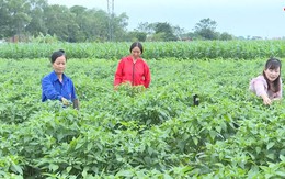 Yên Định: 5.000 ha cây trồng được liên kết sản xuất, bao tiêu sản phẩm