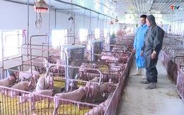 Giá thịt lợn sẽ không tăng cao trong dịp Tết Quý Mão 2023