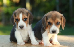 Lần đầu tiên chó ra đời nhờ phương pháp biến đổi gen kết hợp với nhân bản
