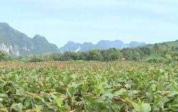 Phát triển cây dong riềng gắn với chế biến