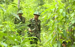 Tăng cường các biện pháp giữ rừng vùng biên giới Thanh Hoá giáp nước Cộng hòa Dân chủ Nhân dân Lào