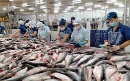 Năm 2022 xuất khẩu cá tra sang thị trường EU dự báo đạt trên 200 triệu USD
