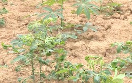Trên 2.280 ha sắn nguyên liệu bị nhiễm bệnh khảm lá sắn