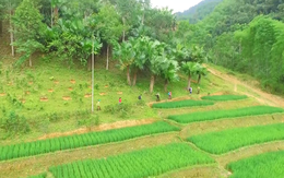 Tăng cường các biện pháp giữ rừng vùng biên giới Thanh Hoá giáp nước CHDCND Lào
