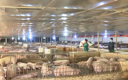 Người chăn nuôi không tái đàn, nguy cơ khủng hoảng thị trường lợn hơi