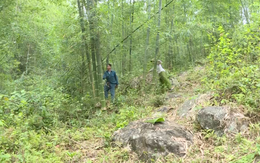 Huyện Lang Chánh tăng cường bảo vệ rừng