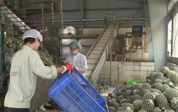 Trung Quốc chi gần 1 tỷ USD mua rau quả Việt Nam