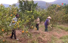 Mở rộng diện tích trồng cây ăn quả theo tiêu chuẩn VietGAP