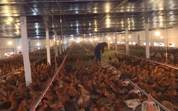 Thọ Xuân phát triển 45 trang trại chăn nuôi gà ứng dụng đệm lót sinh học