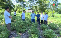 Kiểm tra tiến độ trồng gai xanh tại huyện Bá Thước