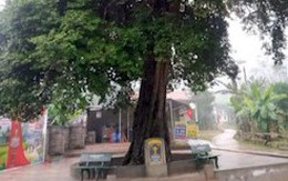 Công nhận cây thị cổ thụ hơn 300 tuổi là Cây di sản Việt Nam