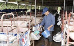 Công điện khẩn về việc “tăng cường kiểm tra, giám sát, xử lý các trường hợp sử dụng chất cấm trong chăn nuôi, giết mổ gia súc”