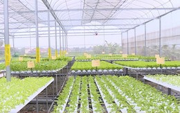 Thanh Hóa: Thành lập mới 181 doanh nghiệp hoạt động trong lĩnh vực nông nghiệp